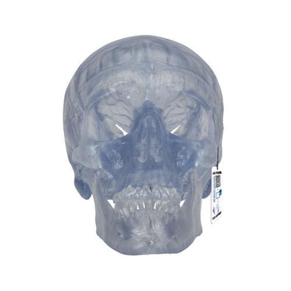 3B Scientific Classic- Skull, transparent - w/ 3B Smart Anatomy 1020164